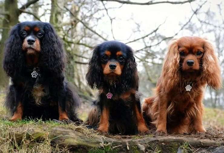 cavalier paws.jpg